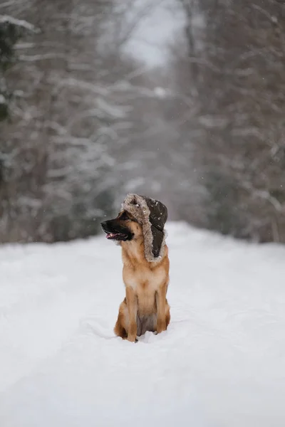 Пушистый Лохматый Лучший Друг Прогулке Портрет Умной Красивой Пастушьей Собаки — стоковое фото