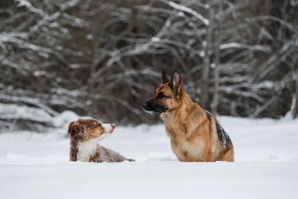 Due Cani Pastore Nella Neve Aussie Cucciolo Tricolore Rosso Pastore Immagine Stock