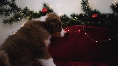 4K çekim yavaş çekim. Yeni yıl süslemelerinde küçük sevimli Avustralyalı çoban köpeği kırmızı üç renkli. Köpek battaniyeye oturmuş çelenk ve kırmızı Noel toplarıyla oynuyor..