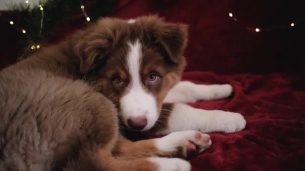 Charming Little Purebred Australian Shepherd Puppy Red Tricolor New Year — Stock Video