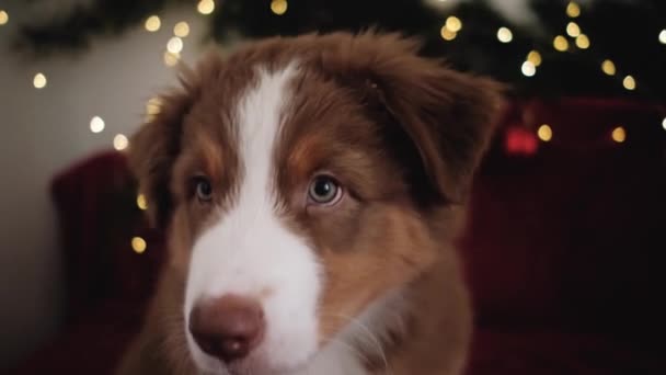 필름은 동작이다 장식에서 순종하는 셰퍼드 강아지붉은 입었습니다 침대위에 담요를 크리스마스 — 비디오