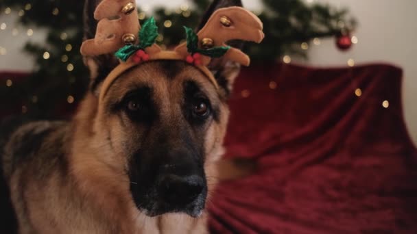 4K镜头慢动作向前移动 头戴驯鹿角的红色德国牧羊犬 头戴新年装饰品 狗躺在床上 背靠着枞树枝干 上面挂着花环和圣诞球 — 图库视频影像