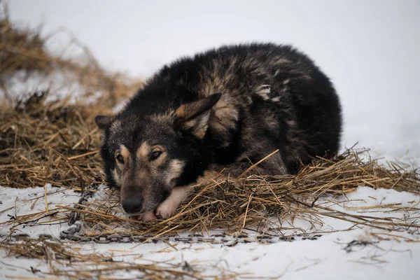 Razza Cane Slitta Del Nord Alaskan Husky Forte Energico Resistente — Foto Stock