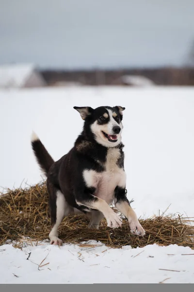 Raza Perros Trineo Del Norte Alaskan Husky Fuerte Enérgico Resistente —  Fotos de Stock