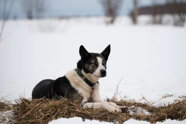 Północny Zaprzęg Rasy Psów Jest Alaskan Husky Silny Energiczny Wytrzymały — Zdjęcie stockowe