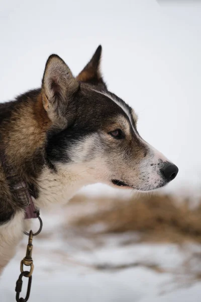 北方的雪橇狗品种是阿拉斯加的哈士奇强壮 精力充沛 描述了冬季白雪背景下的狗的形象 人工培育的混血儿品种 — 图库照片