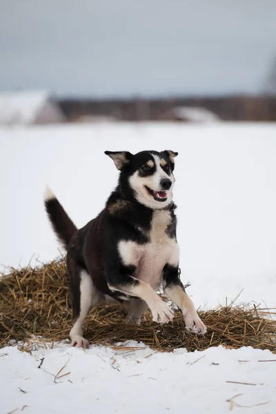Raza Perros Trineo Del Norte Alaskan Husky Fuerte Enérgico Resistente —  Fotos de Stock