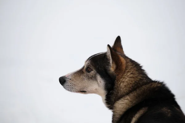 Severním Plemenem Spřežení Aljaška Husky Silný Energický Odolný Portrét Psa — Stock fotografie