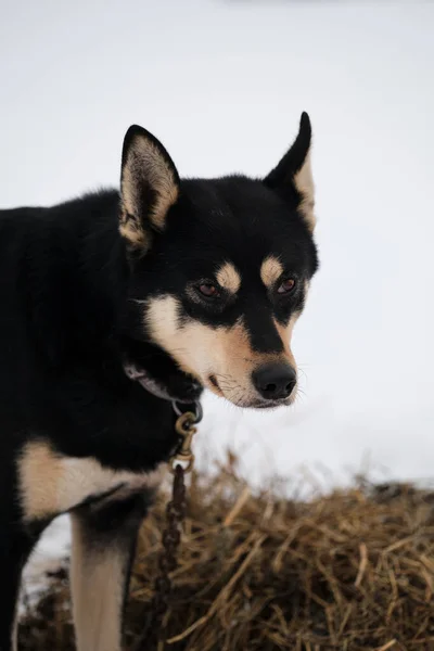 Noordelijke Sledehond Ras Alaskan Husky Sterk Energiek Winterhard Zwart Rood — Stockfoto
