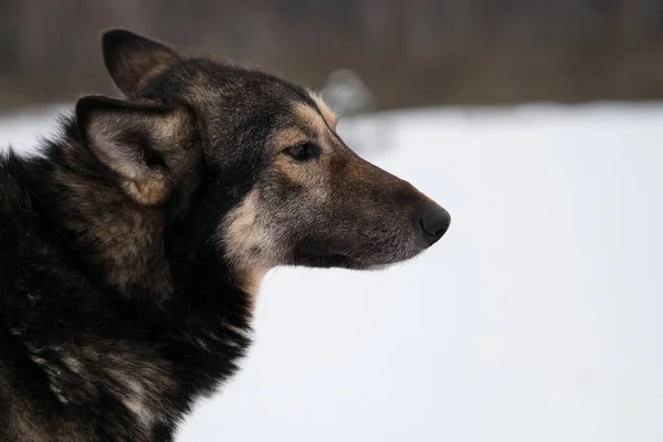 Noordelijke Sledehond Ras Alaskan Husky Sterk Energiek Winterhard Grijze Rode — Stockfoto