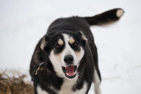 Kuzeydeki Kızak Köpek Cinsi Alaska Husky Dir Güçlü Enerjik Sağlamdır — Stok fotoğraf