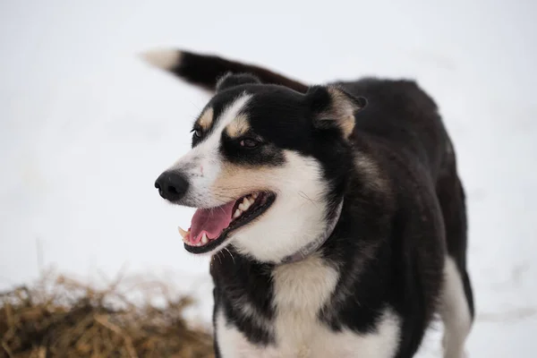 北方的雪橇狗品种是阿拉斯加的哈士奇强壮 精力充沛 快乐的黑白相间的狗一边笑一边在雪地里玩耍 然后开始跑步锻炼 — 图库照片