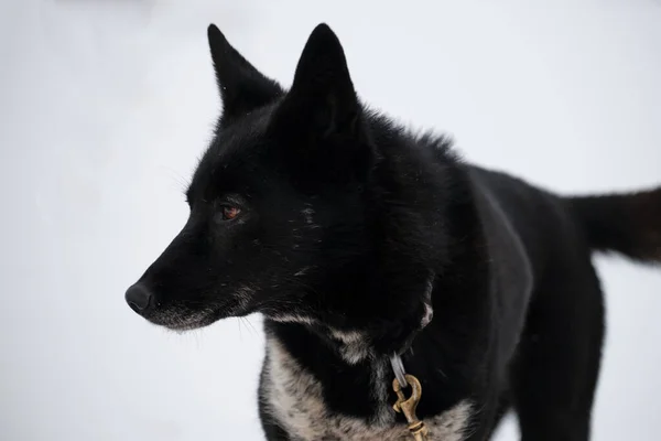 Noordelijke Sledehond Ras Alaskan Husky Sterk Energiek Winterhard Zwarte Hond — Stockfoto