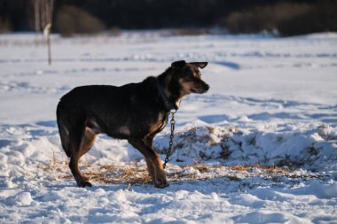 Kuzeyli kızak köpeği Alaska Husky güçlü ve dayanıklıdır. Yakalı kırmızı ve siyah köpek kışın karda durur, zincirle bağlanır ve dikkatlice uzaklığa bakar..