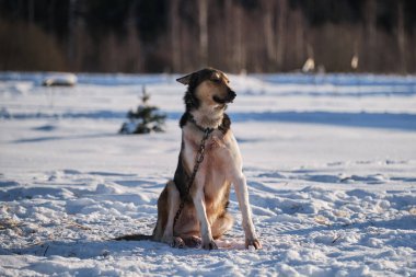 Kuzeyli kızak köpeği Alaska Husky güçlü ve dayanıklıdır. Yakalı büyük kırmızı ve beyaz köpek kışın karda oturur. Zincire bağlanır, dinlenir ve uzaklara bakar..