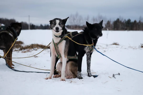 北方雪橇狗种阿拉斯加胡斯基人强壮 精力充沛和顽强 蓝眼睛的狗坐在旁边笑着黑色 系带的梅斯蒂佐斯正在准备开始比赛或在多雪的冬季训练 — 图库照片