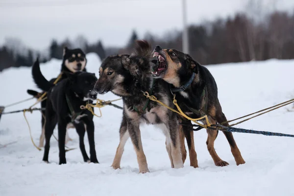 Het Noordelijke Sledehondenras Alaskan Husky Sterk Energiek Winterhard Een Team — Stockfoto