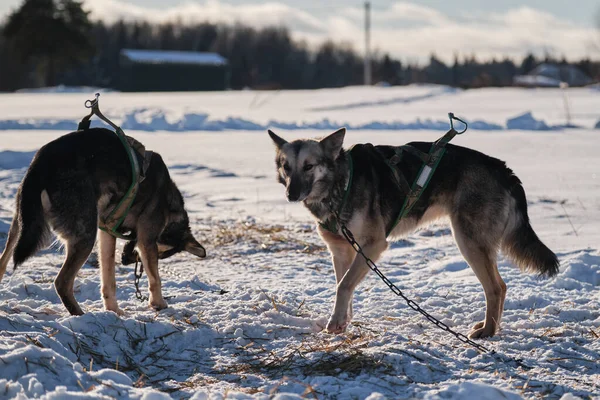 Den Norra Släde Hund Rasen Alaska Husky Stark Energisk Och — Stockfoto