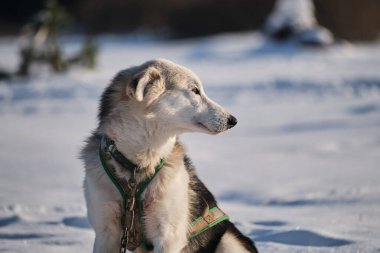 Kuzeyli kızak köpeği Alaska Husky güçlü ve dayanıklıdır. Koşumlu beyaz ve siyah büyük köpek kışın karın üzerinde dinlenir ve uzaklara bakar. Profilde portre.