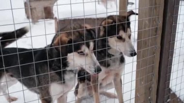 4K görüntüler yavaş çekim. Gri Alaska kurtçukları et yemeden önce sevinçten havacılığa atlıyorlar. Kuzeyli kızak köpekleri havacılarda. Karlı kışta köpek kulübesi.