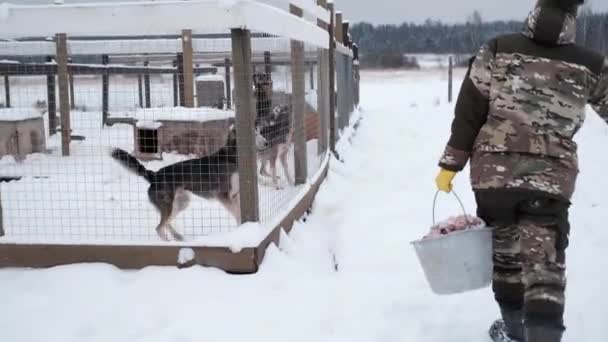 4K镜头慢动作 阿拉斯加哈士奇的北方雪橇犬的犬舍 冬季下雪天 员工去分发食物 男性义工将红肉装在水桶里喂狗 — 图库视频影像