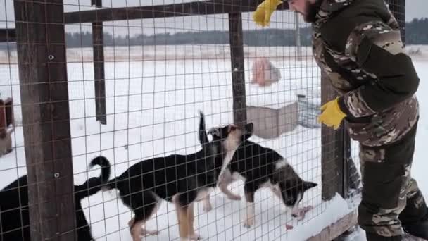 Zpomalený Záběr Samec Dobrovolník Hází Maso Štěňátkům Útulků Chovatelská Stanice — Stock video