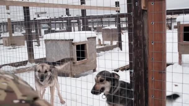 4K镜头慢动作 男性志愿者将在收容所里喂狗 在获得部分肉之前 阿拉斯加的小猎狗高兴得跳了起来 — 图库视频影像