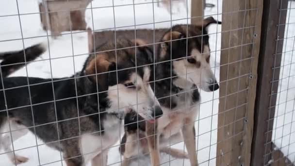 Beelden Slow Motion Grijze Alaska Huskies Volières Springen Van Vreugde — Stockvideo