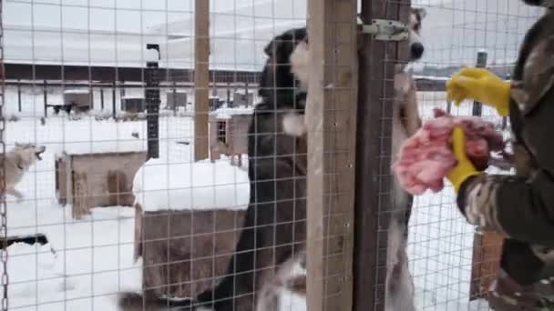 필름은 동작이다 알래스카 허스키 얼마의 고기를 즐거움을 봉사자는 개들에게 먹이를 — 비디오