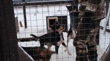 4K görüntüler yavaş çekim. Bir kova dolusu kırmızı eti olan erkek işçi köpeklerle kafeste duruyor ve karşılığında onlara yiyecek ikram ediyor. Kuzeyli kızak cinsinden Alaska köpeklerinin bakımevi..
