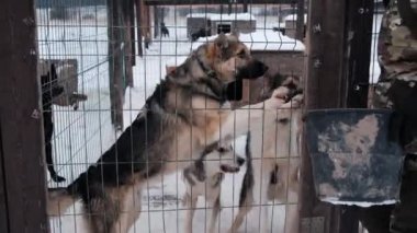 4K görüntüler yavaş çekim. Erkek gönüllü, onları etle beslemek için kafesteki köpeklere geldi. Terk edilmiş köpekler için barınak. Alaska Husky 'nin kışın bakım evi. Çitin arkasındaki köpekler yemek yemeden önce sevinirler..