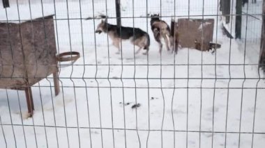 4K görüntüler yavaş çekim. Terk edilmiş köpekler için barınak. Alaska Husky 'nin kışın bakım evi. Çitin arkasındaki köpekler birbirini takip eder ve sevinirler..