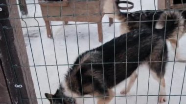 4K görüntüler yavaş çekim. Terk edilmiş köpekler için barınak. Alaska Husky 'nin kışın bakım evi. Genç köpek karı kokluyor, sonra başını kaldırıyor ve çitin arkasına dikkatlice bakıyor..
