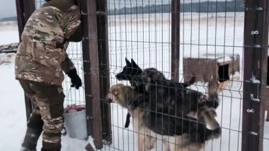 4K görüntüler yavaş çekim. Erkek gönüllü, kuşhanedeki köpeklere gelir ve onları etle besler. Terk edilmiş köpekler için barınak. Alaska Husky 'nin kışın bakım evi. Köpekler yemek yemeden önce sevinirler..