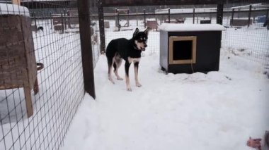 4K görüntüler. Terk edilmiş köpekler için barınak. Alaska köpek kulübesi kışın. Köpekleri çevreleyen yere et atmak. Yiyeceği kapar ve hemen kabine saklar..