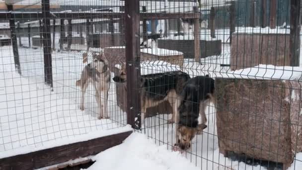 4K映像のスローモーション 放棄された犬の避難所 冬のアラスカのハスキー保育園 前景の犬が赤身の肉を食べ 後ろを歩く犬もいます — ストック動画