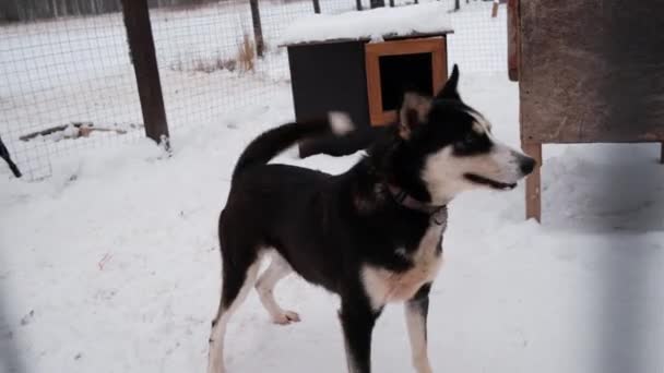 4K映像 放棄された犬の避難所 冬のアラスカのハスキー ケネル 積極的に野良犬の黒と日焼け 食べ物の一部を待ちます — ストック動画