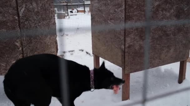 Hodowla Północnych Ujeżdżalni Hardy Alaskan Huskies Schronisko Dla Bezdomnych Psów — Wideo stockowe