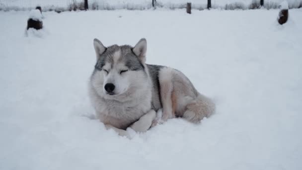 Imagens Fluffy Siberian Husky Cinza Cor Branca Encontra Neve Inverno — Vídeo de Stock