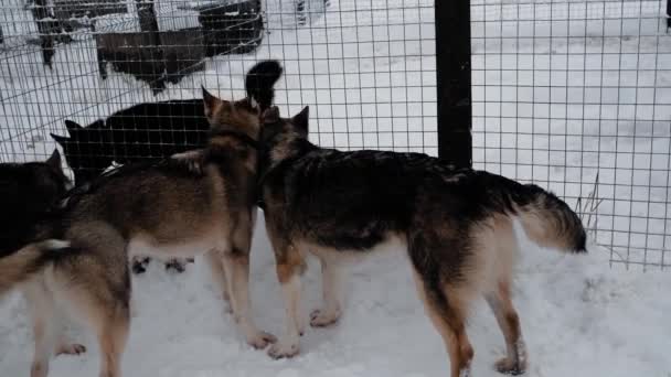 4K映像 メスティーソ アラスカ ハスキーの北そり犬の鐘 犬は冬に雪の中で柵の後ろに立ち それぞれの尾の下で互いを嗅ぐ 好奇心が強い — ストック動画