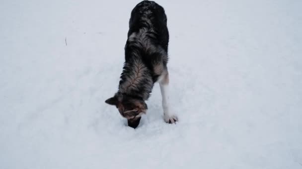 Nagranie Hodowla Psów Północnych Sań Alaskan Husky Kopie Śnieg Powąchaj — Wideo stockowe
