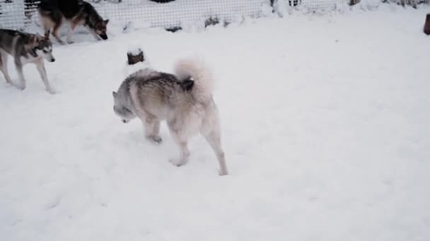 Imágenes Perrera Perros Trineo Del Norte Husky Siberiano Gris Varios — Vídeo de stock