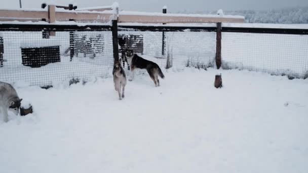 Beelden Kennel Van Noordelijke Sledehonden Gray Siberische Husky Een Aantal — Stockvideo
