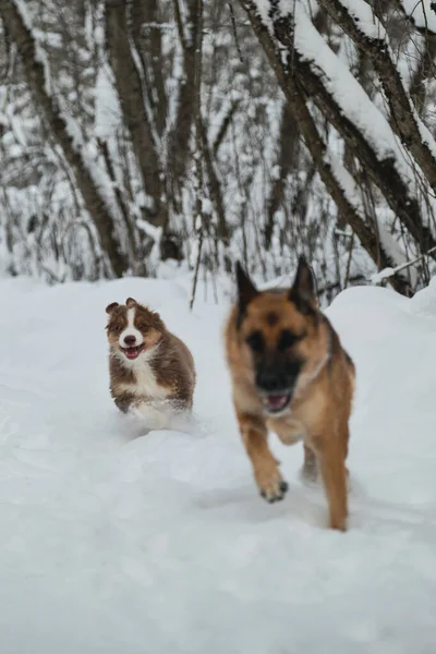 Dos Perros Divierten Corriendo Por Carretera Forestal Invierno Pastor Alemán —  Fotos de Stock