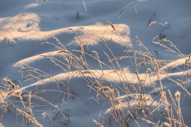 Kuru, donmuş çimenler, karlı kış tarlalarında kar yığınlarının altında yetişir. Soğuk gölgeler çim yaprakları boyunca uzanıyor. Güneş ışığı kışın bitkileri aydınlatır..