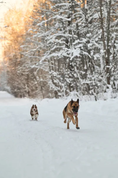 Twee Honden Hebben Plezier Bij Zonsondergang Langs Winterbosweg Volwassen Duitse — Stockfoto