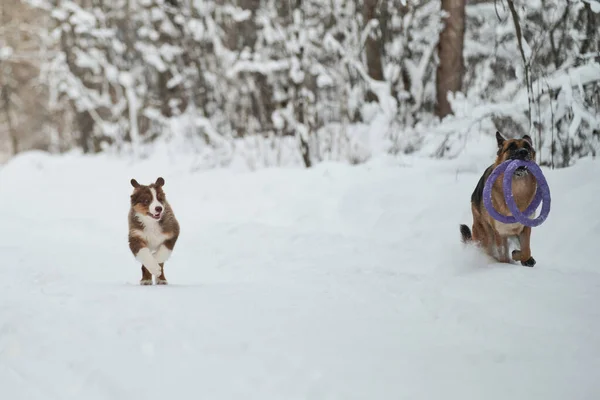 Dos Perros Divierten Corriendo Por Carretera Forestal Invierno Pastor Alemán — Foto de Stock