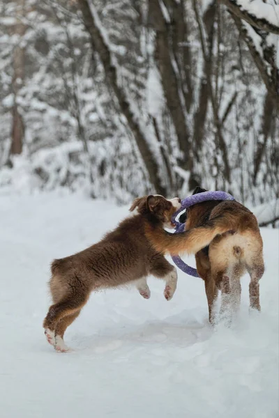 Dva Psi Baví Běháním Zimní Lesní Cestě Dospělý Německý Ovčák — Stock fotografie