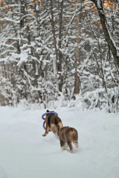 Dos Perros Divierten Corriendo Por Carretera Forestal Invierno Adult German —  Fotos de Stock