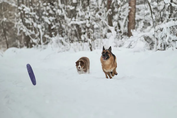 Due Cani Divertono Correre Lungo Strada Forestale Invernale Adulto Pastore — Foto Stock